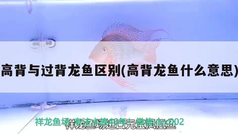 高背與過背龍魚區(qū)別(高背龍魚什么意思)