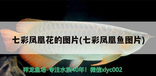 七彩鳳凰花的圖片(七彩鳳凰魚圖片) 觀賞魚