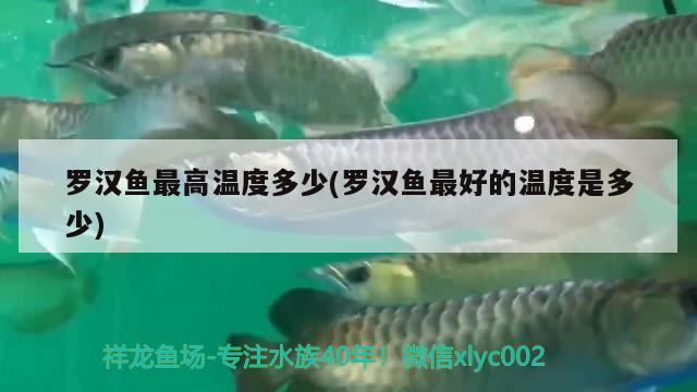 羅漢魚最高溫度多少(羅漢魚最好的溫度是多少) 羅漢魚