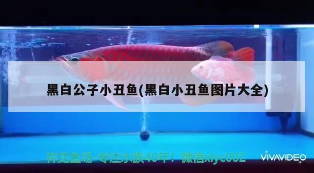 黑白公子小丑魚(黑白小丑魚圖片大全) 海水魚