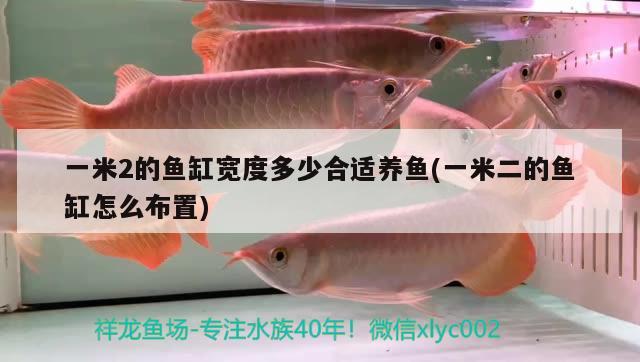 一米2的魚(yú)缸寬度多少合適養(yǎng)魚(yú)(一米二的魚(yú)缸怎么布置) 其它水族用具設(shè)備