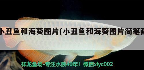 小丑魚和?？麍D片(小丑魚和?？麍D片簡筆畫)