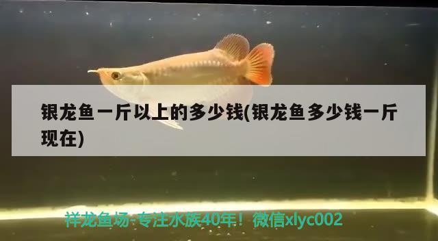 銀龍魚一斤以上的多少錢(銀龍魚多少錢一斤現(xiàn)在)