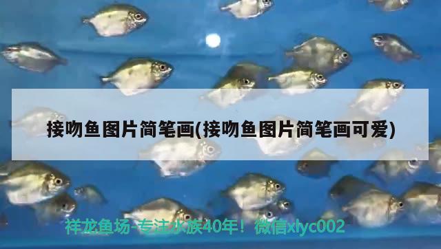 接吻魚圖片簡(jiǎn)筆畫(接吻魚圖片簡(jiǎn)筆畫可愛) 觀賞魚