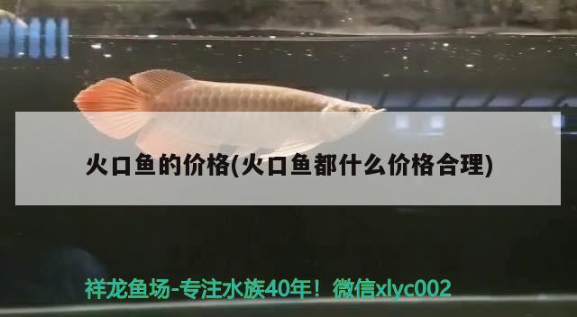 火口魚的價格(火口魚都什么價格合理)