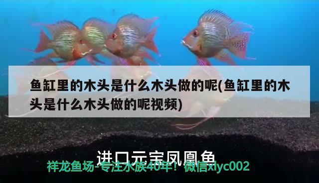 魚缸里的木頭是什么木頭做的呢(魚缸里的木頭是什么木頭做的呢視頻)