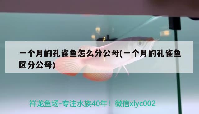 一個(gè)月的孔雀魚(yú)怎么分公母(一個(gè)月的孔雀魚(yú)區(qū)分公母) 觀賞魚(yú)