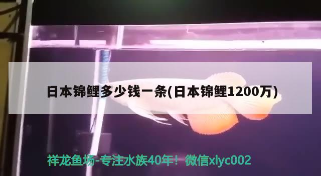 日本錦鯉多少錢一條(日本錦鯉1200萬) 觀賞魚