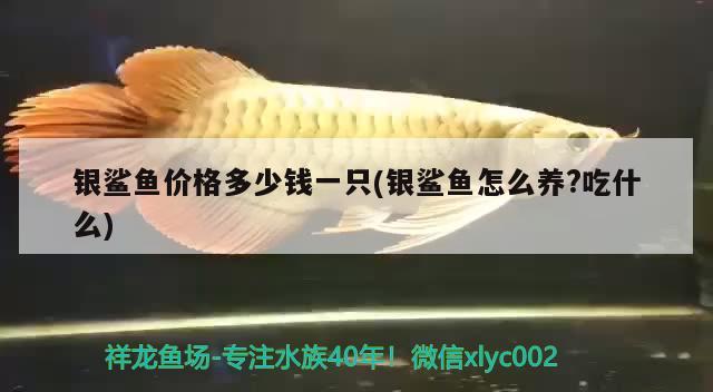 銀鯊魚價(jià)格多少錢一只(銀鯊魚怎么養(yǎng)?吃什么) 觀賞魚