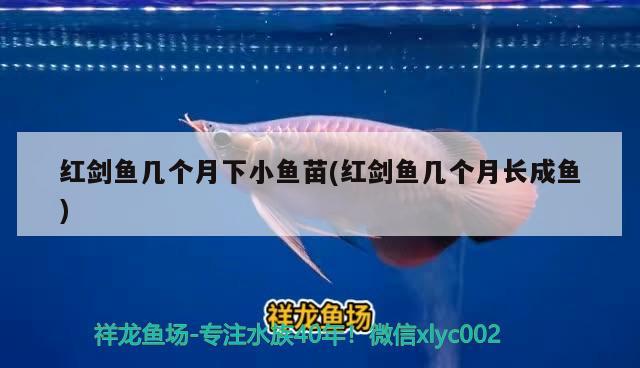 紅劍魚幾個(gè)月下小魚苗(紅劍魚幾個(gè)月長(zhǎng)成魚) 觀賞魚 第2張