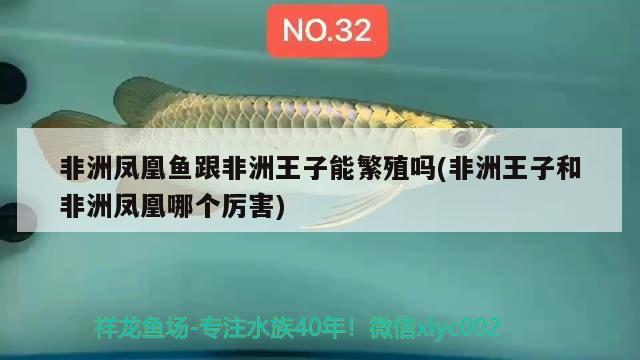 非洲鳳凰魚(yú)跟非洲王子能繁殖嗎(非洲王子和非洲鳳凰哪個(gè)厲害)