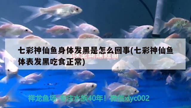 七彩神仙魚身體發(fā)黑是怎么回事(七彩神仙魚體表發(fā)黑吃食正常) 七彩神仙魚