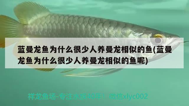 藍(lán)曼龍魚為什么很少人養(yǎng)曼龍相似的魚(藍(lán)曼龍魚為什么很少人養(yǎng)曼龍相似的魚呢)