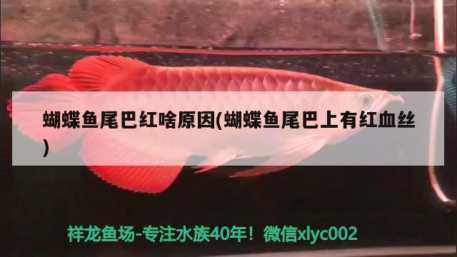 蝴蝶魚尾巴紅啥原因(蝴蝶魚尾巴上有紅血絲)