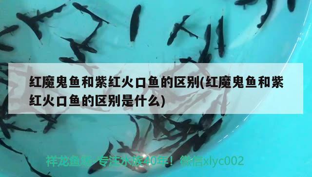 紅魔鬼魚(yú)和紫紅火口魚(yú)的區(qū)別(紅魔鬼魚(yú)和紫紅火口魚(yú)的區(qū)別是什么)