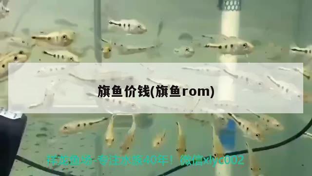 旗魚價錢(旗魚rom)