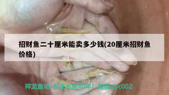 招財(cái)魚二十厘米能賣多少錢(20厘米招財(cái)魚價(jià)格) 觀賞魚