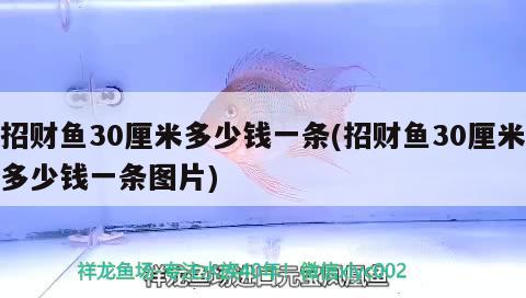 招財(cái)魚30厘米多少錢一條(招財(cái)魚30厘米多少錢一條圖片) 觀賞魚