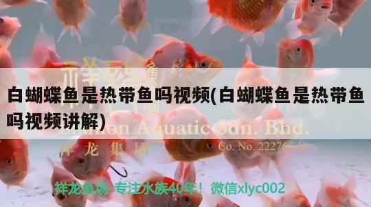 白蝴蝶魚是熱帶魚嗎視頻(白蝴蝶魚是熱帶魚嗎視頻講解)