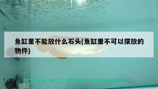 魚缸里不能放什么石頭(魚缸里不可以擺放的物件) 黃寬帶蝴蝶魚