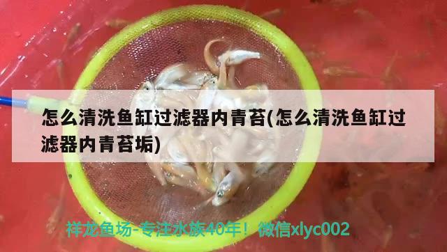 怎么清洗魚缸過濾器內(nèi)青苔(怎么清洗魚缸過濾器內(nèi)青苔垢)