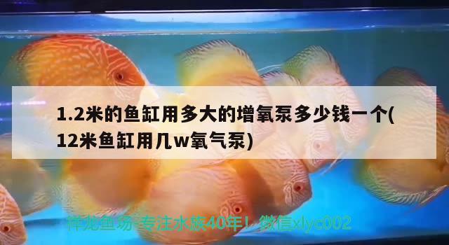 1.2米的魚(yú)缸用多大的增氧泵多少錢(qián)一個(gè)(12米魚(yú)缸用幾w氧氣泵) 雙線側(cè)魚(yú)