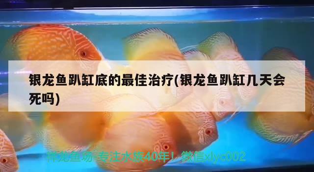 銀龍魚趴缸底的最佳治療(銀龍魚趴缸幾天會死嗎)