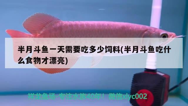 半月斗魚一天需要吃多少飼料(半月斗魚吃什么食物才漂亮) 觀賞魚