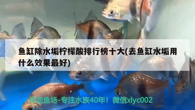 魚缸除水垢檸檬酸排行榜十大(去魚缸水垢用什么效果最好) 觀賞魚魚苗