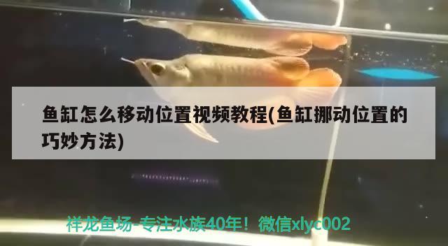 魚缸怎么移動位置視頻教程(魚缸挪動位置的巧妙方法)