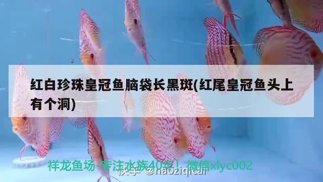 紅白珍珠皇冠魚腦袋長黑斑(紅尾皇冠魚頭上有個洞) 觀賞魚