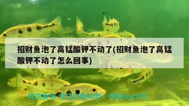 招財(cái)魚(yú)泡了高錳酸鉀不動(dòng)了(招財(cái)魚(yú)泡了高錳酸鉀不動(dòng)了怎么回事)