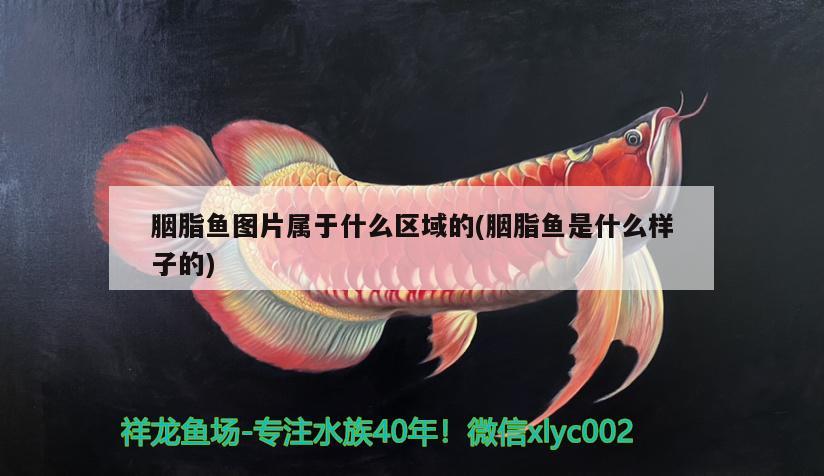 胭脂魚圖片屬于什么區(qū)域的(胭脂魚是什么樣子的)