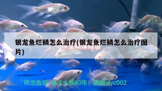 銀龍魚爛鱗怎么治療(銀龍魚爛鱗怎么治療圖片) 銀龍魚百科