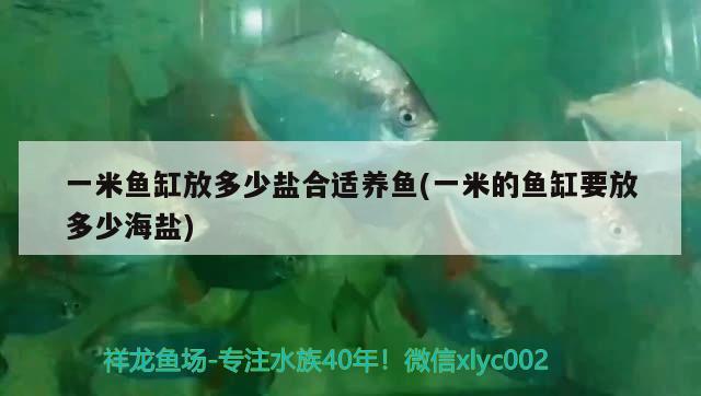 一米魚缸放多少鹽合適養(yǎng)魚(一米的魚缸要放多少海鹽) 水族維護服務(wù)（上門）