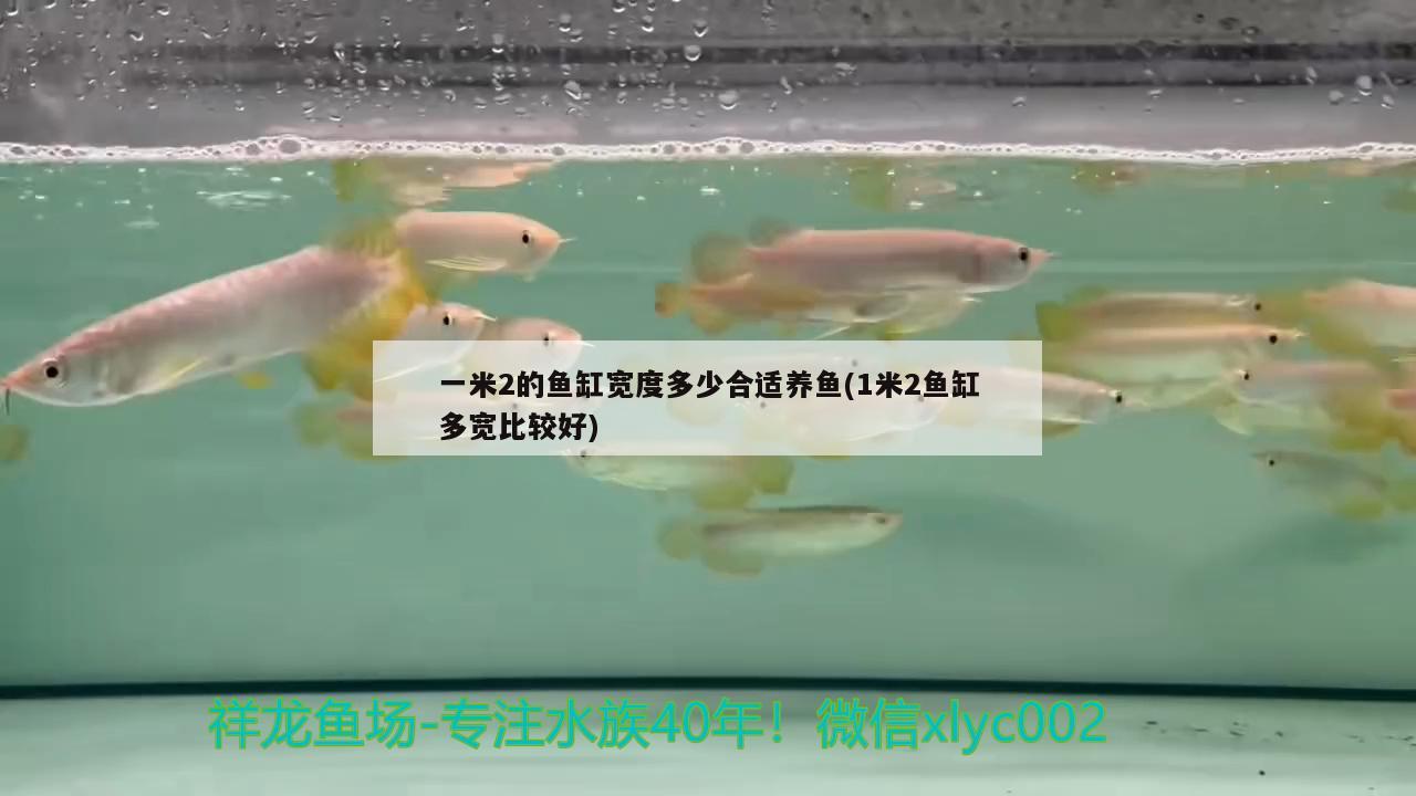 一米2的魚缸寬度多少合適養(yǎng)魚(1米2魚缸多寬比較好) 朱巴利魚