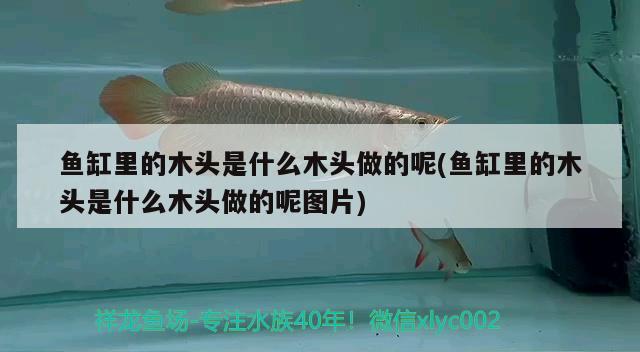 魚缸里的木頭是什么木頭做的呢(魚缸里的木頭是什么木頭做的呢圖片)