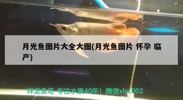 月光魚圖片大全大圖(月光魚圖片懷孕臨產)