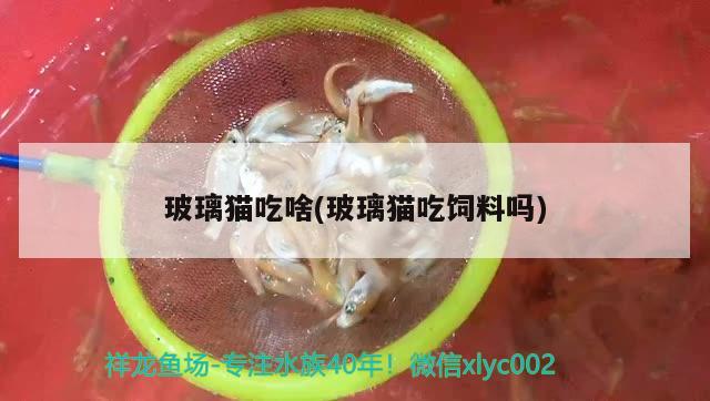 玻璃貓吃啥(玻璃貓吃飼料嗎) 觀賞魚