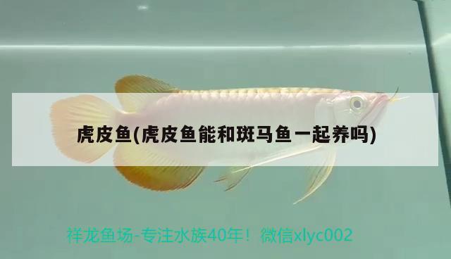 虎皮魚(虎皮魚能和斑馬魚一起養(yǎng)嗎)