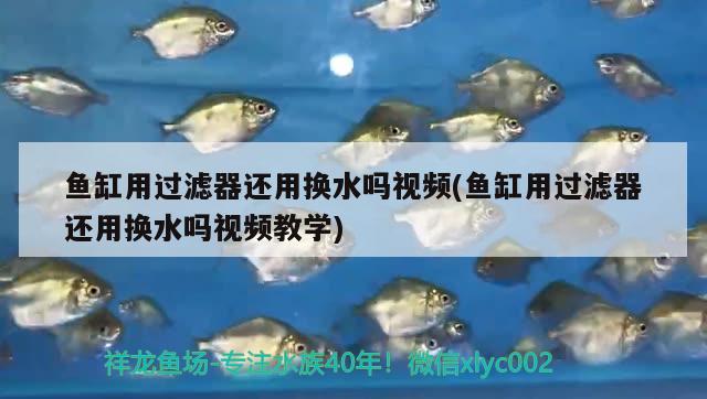 魚缸用過濾器還用換水嗎視頻(魚缸用過濾器還用換水嗎視頻教學)