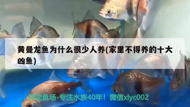 黃曼龍魚(yú)為什么很少人養(yǎng)(家里不得養(yǎng)的十大兇魚(yú))