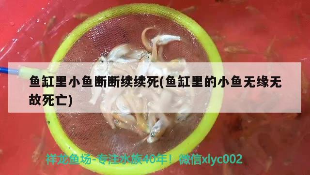 魚缸里小魚斷斷續(xù)續(xù)死(魚缸里的小魚無緣無故死亡)