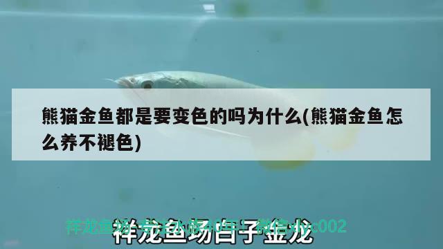 熊貓金魚都是要變色的嗎為什么(熊貓金魚怎么養(yǎng)不褪色)