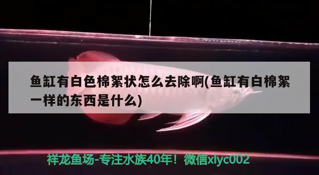 魚缸有白色棉絮狀怎么去除啊(魚缸有白棉絮一樣的東西是什么) 大白鯊魚