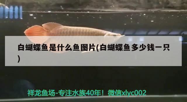 白蝴蝶魚是什么魚圖片(白蝴蝶魚多少錢一只) 蝴蝶鯉