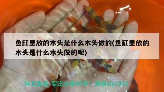 魚(yú)缸里放的木頭是什么木頭做的(魚(yú)缸里放的木頭是什么木頭做的呢)