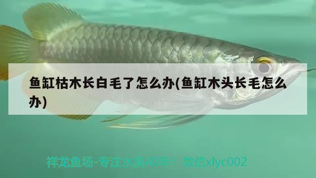 魚(yú)缸枯木長(zhǎng)白毛了怎么辦(魚(yú)缸木頭長(zhǎng)毛怎么辦)