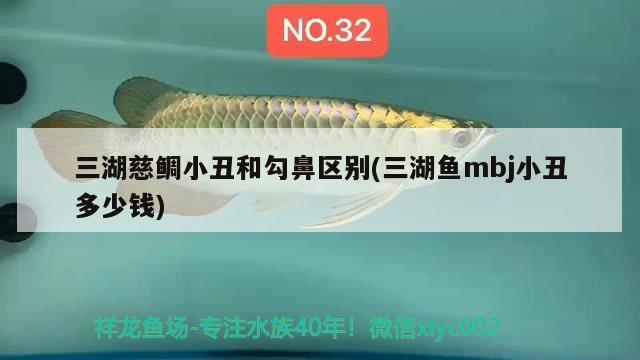 三湖慈鯛小丑和勾鼻區(qū)別(三湖魚mbj小丑多少錢) 觀賞魚