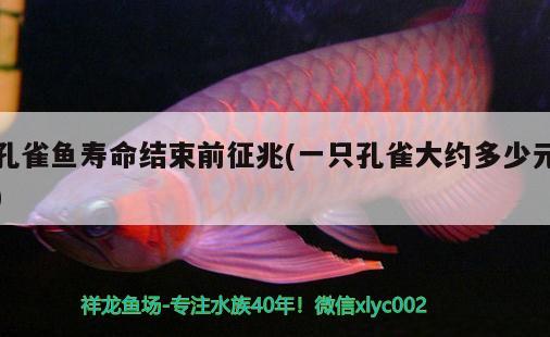 孔雀魚(yú)壽命結(jié)束前征兆(一只孔雀大約多少元)